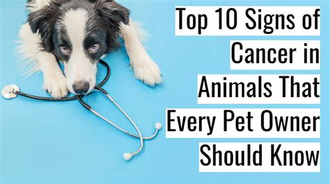 Top 10 Signs Of Cancer In Your Pet Womenworking