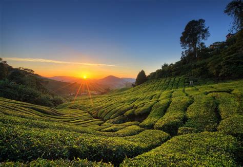 Tempat Wisata Cameron Highland Malaysia Tempat Wisata Indonesia