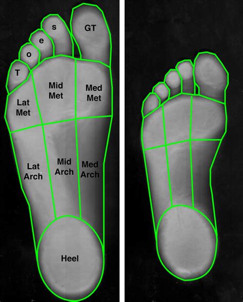 Foot Sole Area Measurement The Surface Areas Of 9 Different Individual