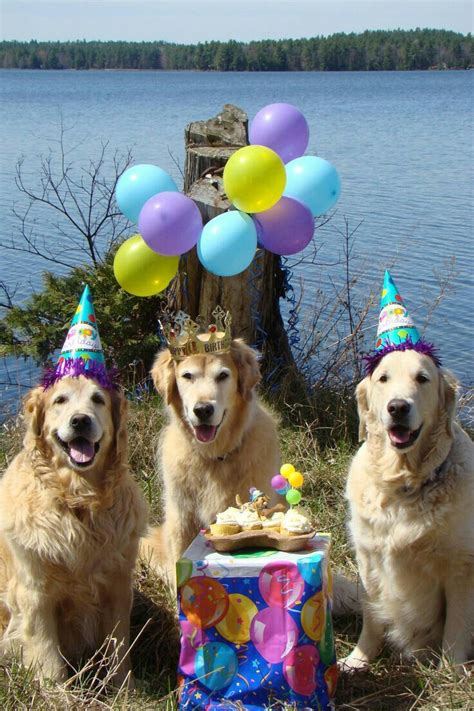 This does not include our under $4.99, $9.99 sections. Pin by Alice Sebring on Happy Birthday | Golden retriever ...