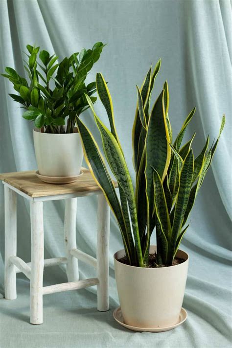 Longevity Set Indoor Plants Plantshopme
