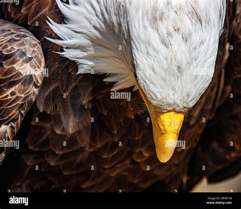 Bald Eagle Head Shot Stock Photo Alamy