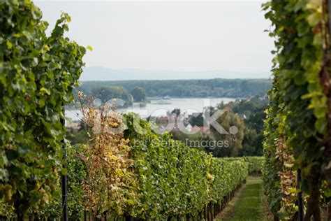 Riesling Vineyards Nierstein Rhine River Rhein Stock Photo