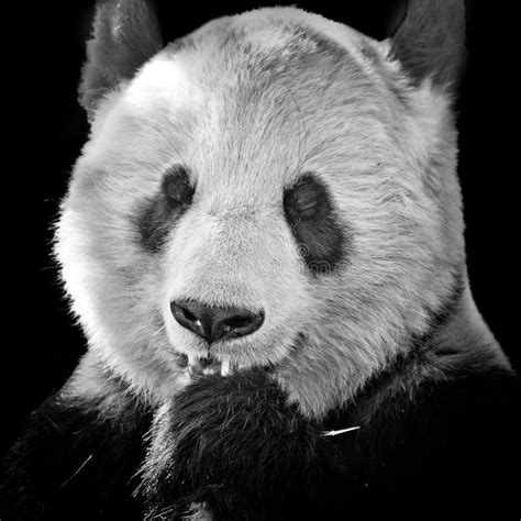 Face Of A Giant Panda Stock Photo Image Of Protection 105177016