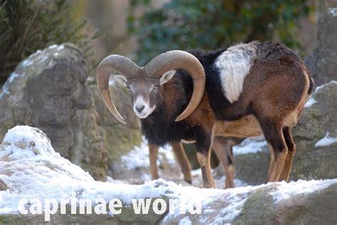Mouflon Ovis Aries And Ovis Gmelini Ralfs Wildlife And Wild Places