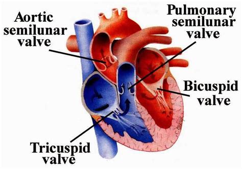 What Is The Flap Of Connective Tissue Between An Atrium And A Ventricle