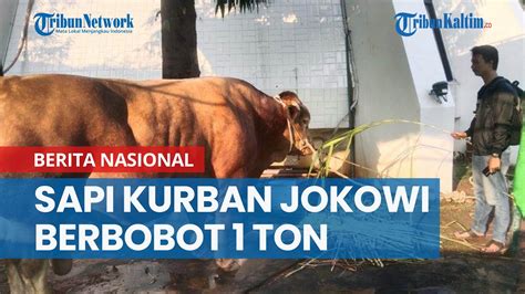 Penampakan Sapi Kurban Presiden Jokowi Yang Berbobot Ton Youtube