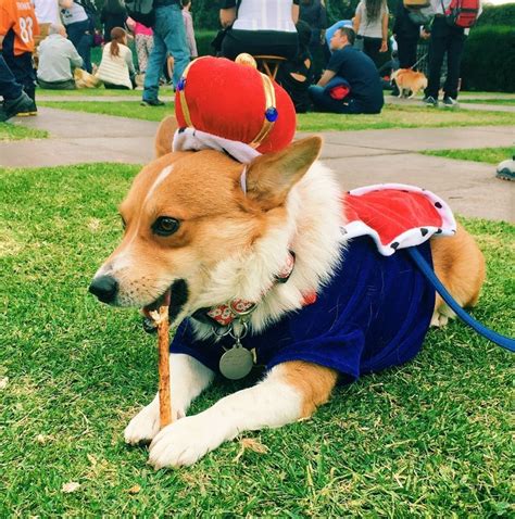 Dogs, cats, french bulldog, corgi, pug. Corgi Halloween | Dog Halloween Costumes in 2019 | Dog ...