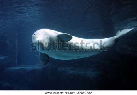 Beluga Whale Playing Clear Blue Water Stock Photo 37890382 Shutterstock