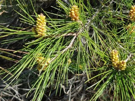 Pin Dalep Pinus Halepensis Mill Mille Et Une Plantes