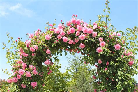Picking Roses For Your Home Rose Garden Kellogg Garden Organics™