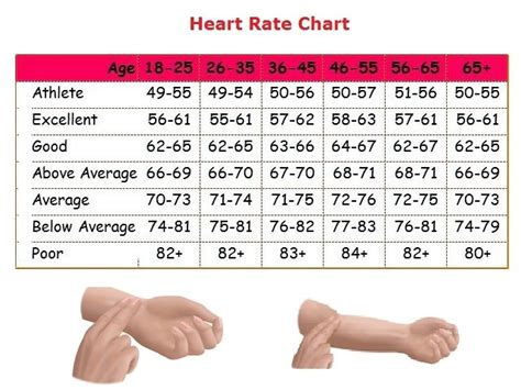 Normal Heart Rate For Men — Steemit