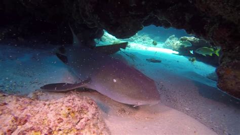 Sharks Dive Puerto Rico Youtube