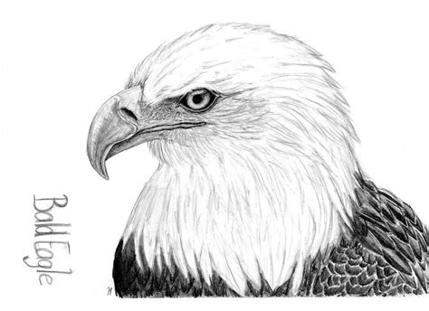 Bald Eagle Drawing By Montieze On Deviantart
