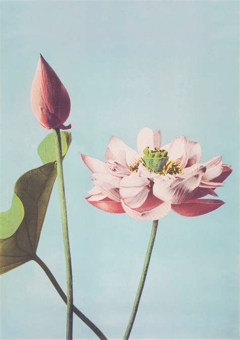 Vintage Lotus Flower Art Print Japanese Lotus Art Print Etsy