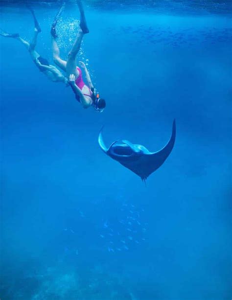 New Maldives Package Includes Snorkelling With Manta Rays And