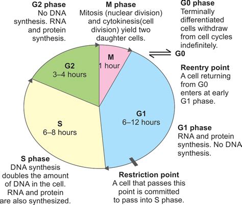A Review On Cell Cycle Checkpoints In Relation To Cancer