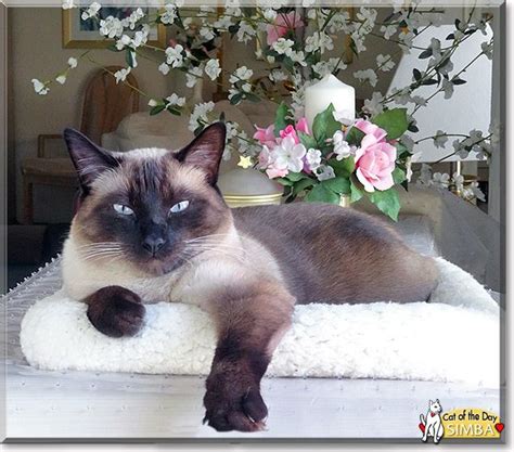 The appearance of the siamese cat has changed over the centuries. Read Simba's story the Siamese from Santa Clarita ...