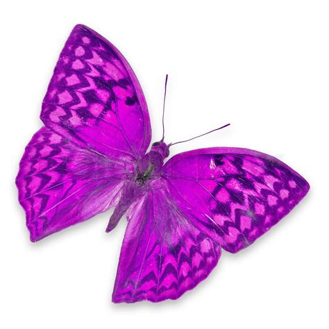 Pink Butterflies Stock Image Colourbox
