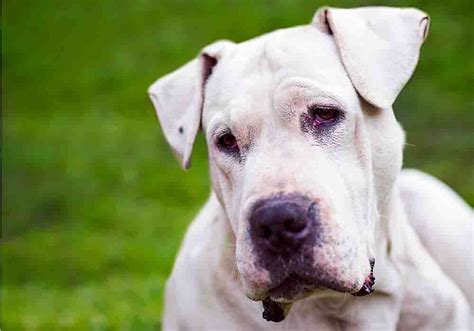 Dogo Argentino Breed Characteristics And Traits Good And Bad
