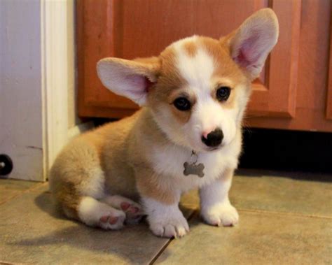 This Cute Corgi Only Listens To Owner When He Talks Like