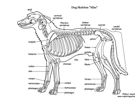 Anatomy Of Dog Paw