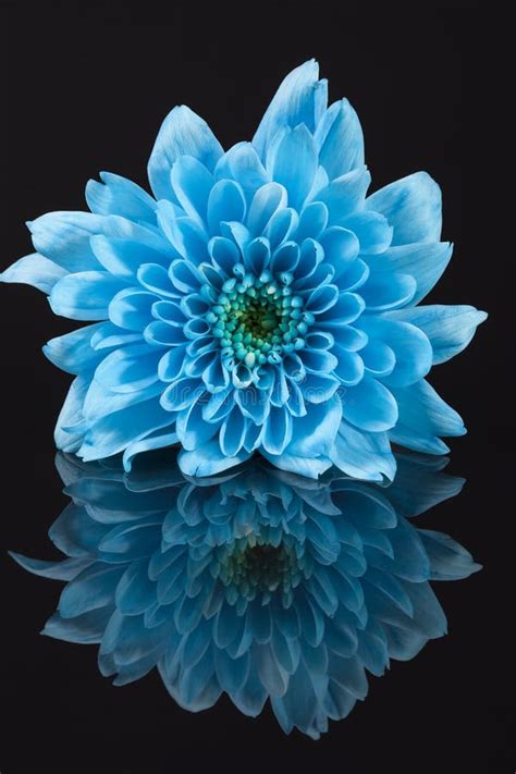 Single Blue Color Chrysanthemum Flower Isolated On White Background