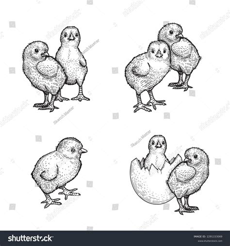 Baby Chicken Drawings
