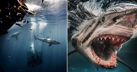 Photographer Captures Stunning Up Close Photos Of Massive Sharks