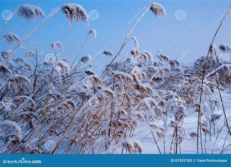 A Lot Of Reeds In The Snow Stock Image Image Of Nature 81932183