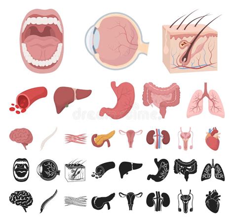 Internal Organs Of A Human Cartoon Black Icons In Set Collection For