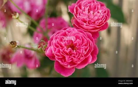 Rose Flower Wallpaper Hi Res Stock Photography And Images Alamy