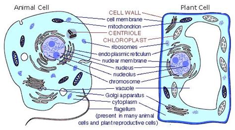 Maybe you would like to learn more about one of these? ImageQuiz: Identifying Common Parts of Animal Cells and ...
