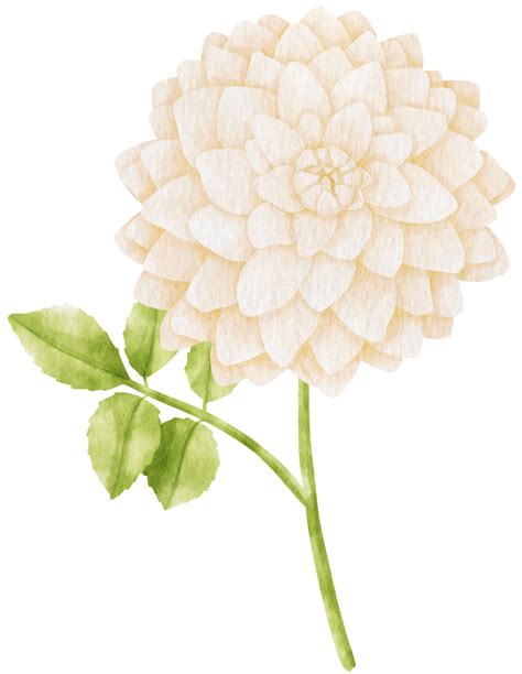 White Dahlia Flowers Watercolor Illustration 9785853 Png