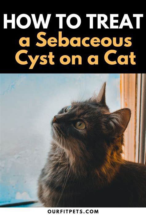 Sebaceous Cysts In Cats Cat World