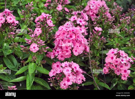 Garden Phlox Paniculata Pink Flame In Flower Stock Photo Alamy