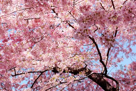 Find the best aesthetic wallpapers on getwallpapers. pink, Trees, Nature, Magnolia, Sakura Sakura Wallpapers HD ...