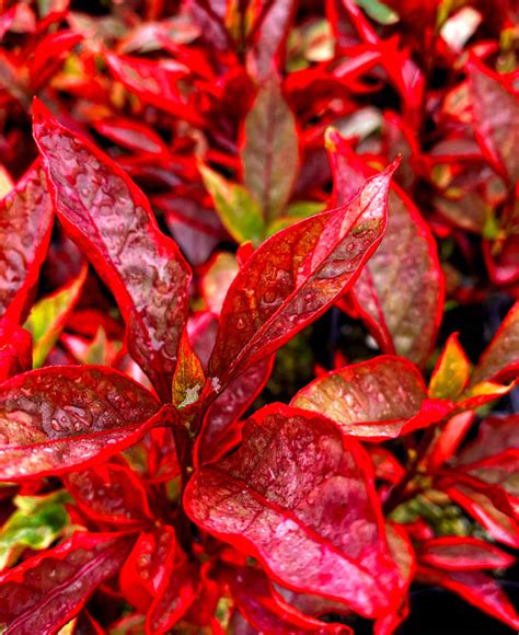 Likewise, for areas drenched in sun, plants like bonsai or fiddle leaf make great house guests. 10 Spectacular Red Foliage Tropical Plants for Your Garden - Dengarden - Home and Garden