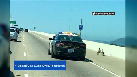 Chp Blocks Traffic To Escort Geese Off Bay Bridge Youtube
