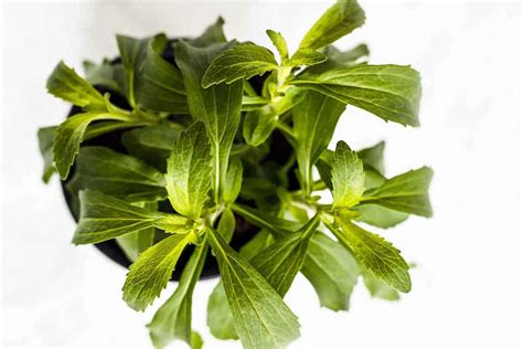 How The Stevia Plant Can Change Your Life 10 Cool Facts