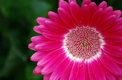 You will have 3 minutes to complete the test, and begin. Whiffling Through the Tulgey Wood: Gerbera Daisy