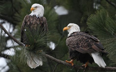 Are there any free eagle pictures on unsplash? Eagle HD Wallpaper | Background Image | 1920x1200 | ID:358090 - Wallpaper Abyss