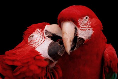 Parrot Kisses The Apprentice Of Statevillain Flickr