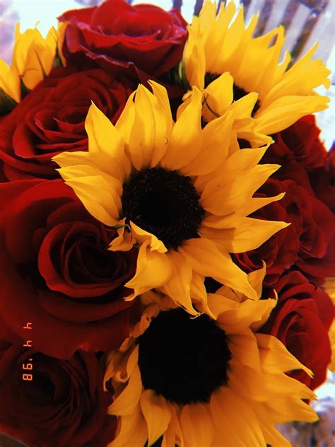 Sunflowers And Roses 🌹🌻 Sunflowers And Roses Beautiful Flowers