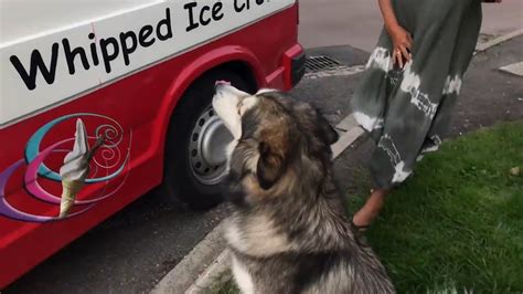 Dog Waits For The Ice Cream Van