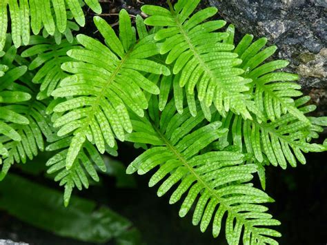 I Love Arnside And Silverdale Polypodium Cambricum Southern Polypody