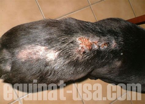 Dog Losing Hair In Patches And Scabs The O Guide