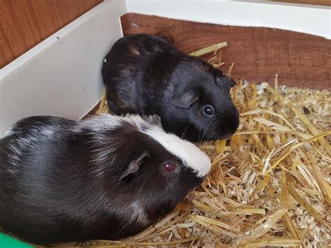 Guinea Pigs For Breeding In Da16 Greenwich For Free For Sale Shpock
