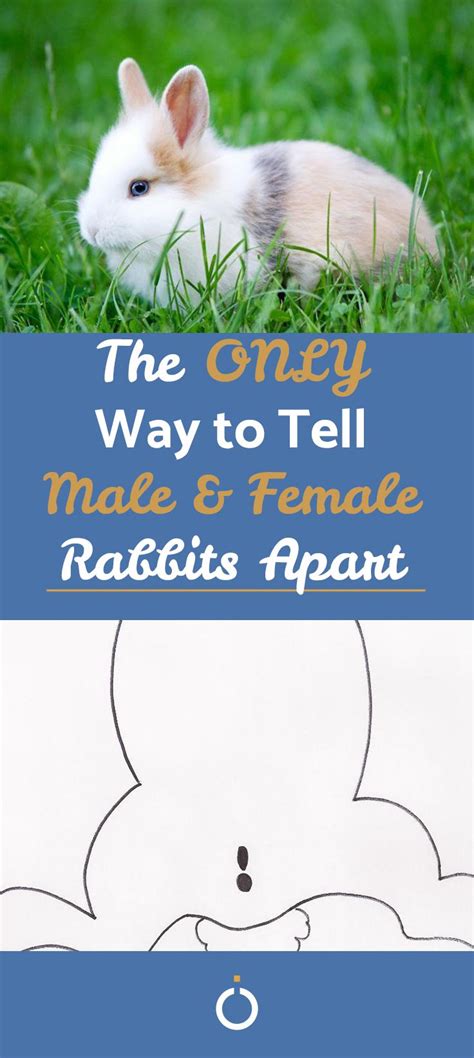 How To Tell Male And Female Rabbits Apart Female Rabbit Show Rabbits