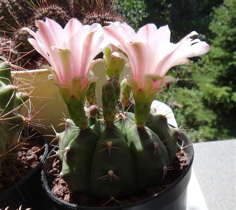 Top 5 Most Beautiful Cactus Flowers • • Earthpedia